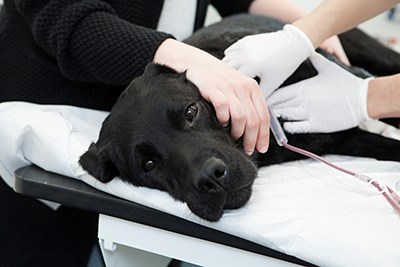 Svart hund som ger blod. Foto