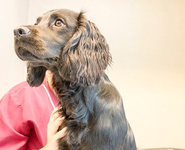 Hund med person skymtandes bakom. Foto.
