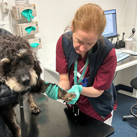 hund hos dermatologi kliniken