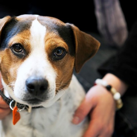 Hund som klappas av en person. Foto.