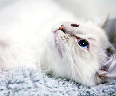 Katt som tittar upp. Foto