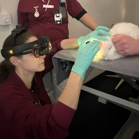 kanin hos oftalmologikliniken