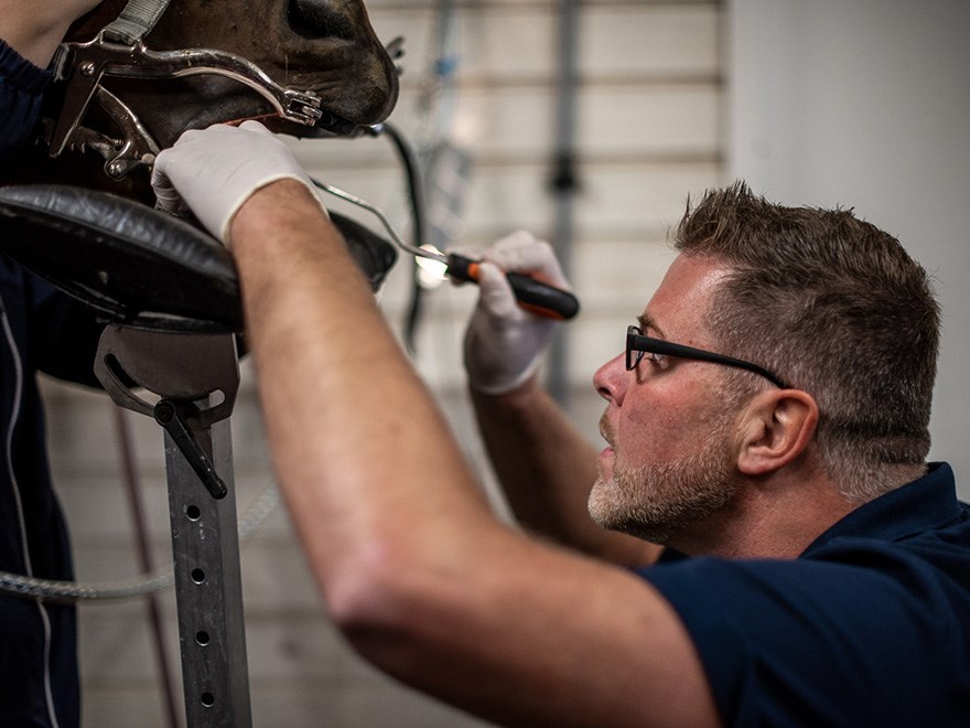 Kontroll av en hästs tänder