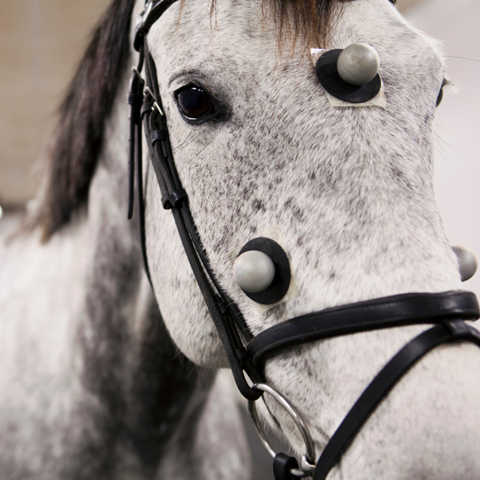 Häst på hältutredning