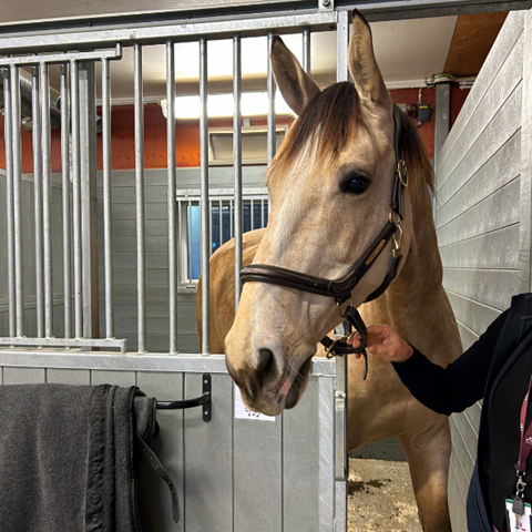 Personalhästen Nino