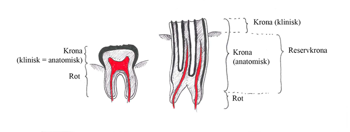 Illustrativ bild på hästens tänder