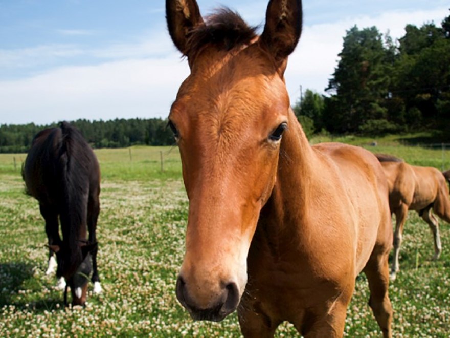Tre hästar i en hage. Foto.