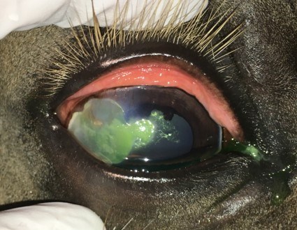 Eosinofilt hornhinnesår