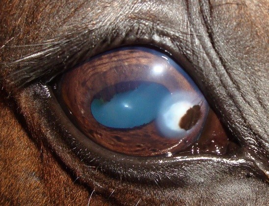 Hornhinneskada häst