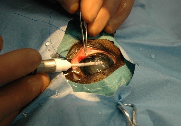 Kataraktoperation häst