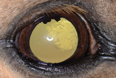 Partiell grå starr häst