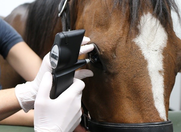 Tryckmätning hästöga