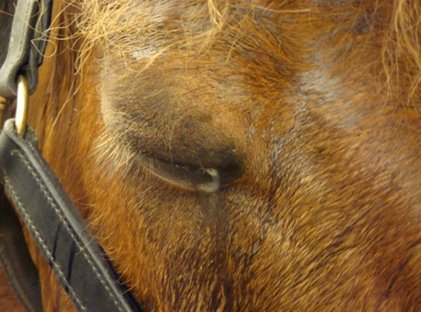 Häst kniper med ögat
