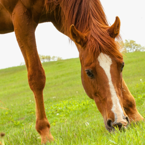 Häst som betar grönt gräs med himmel i bakgrunden. Foto.