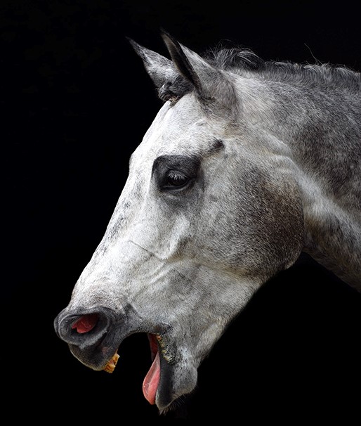 Häst i profil med öppen mun och vidgade näsborrar. Foto.