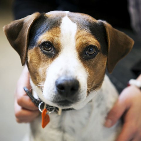 Dansk-svensk gårdshund sitter framför en person som håller den med sina båda händer över bringan. Foto.