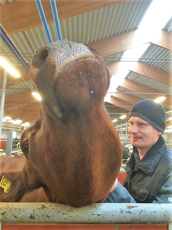 Josef Dahlberg i ett kostall med ko