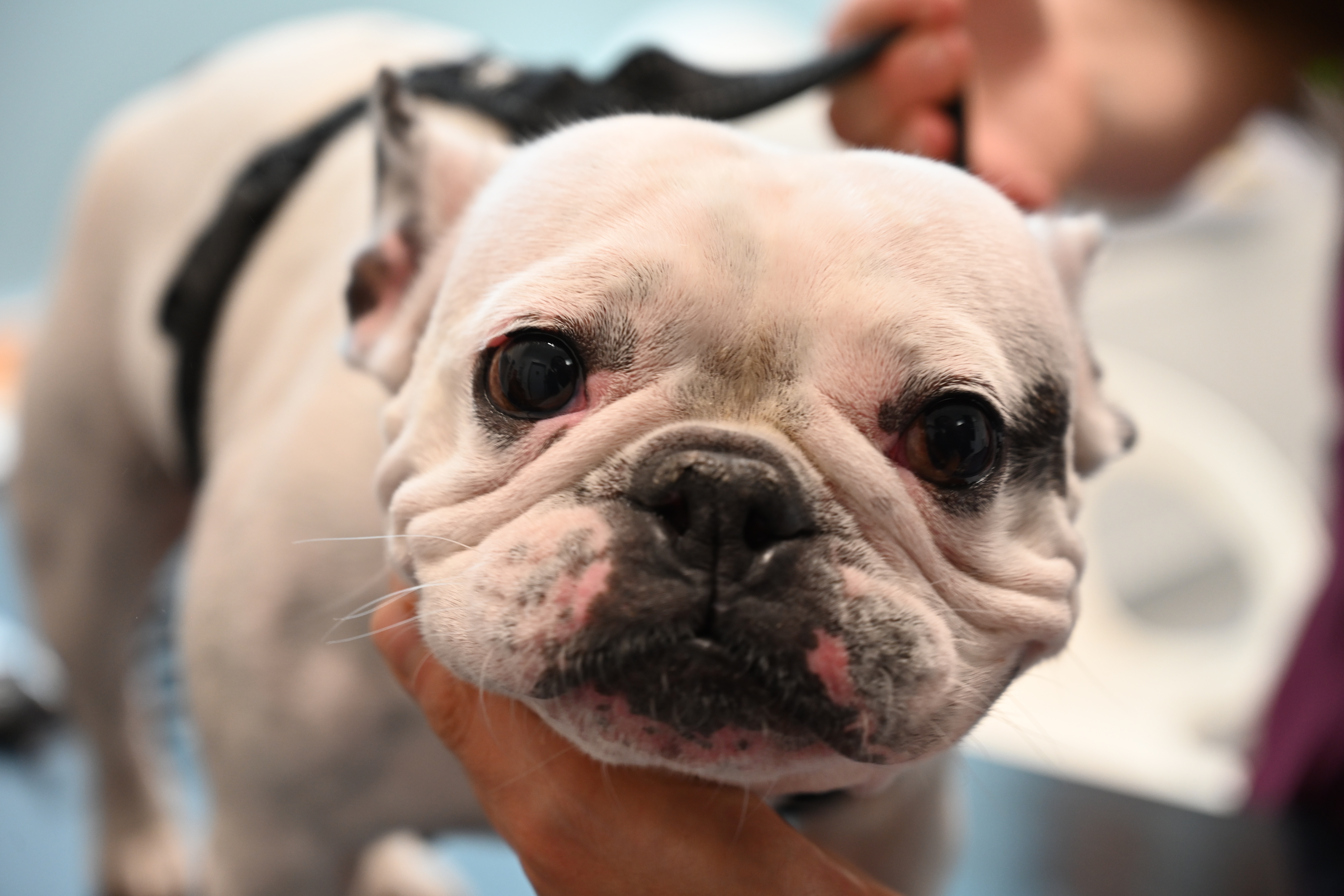 En trubbnosig hund hos veterinären