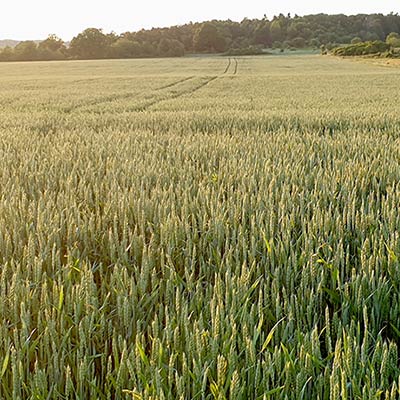 Åker med vete, foto.