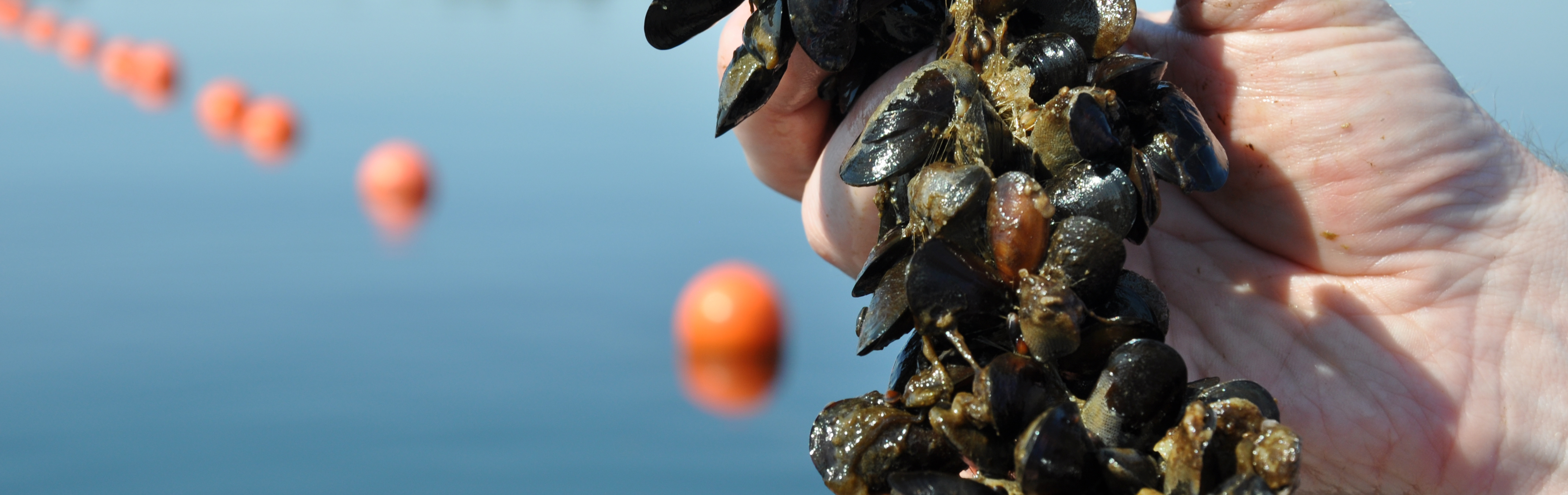 A hand that holds blue mussels in the Baltic Sea. Photo.