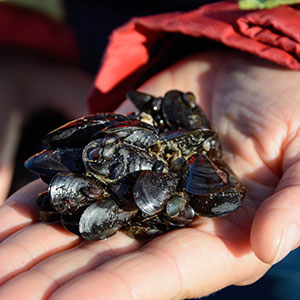 Musslor i en hand. Foto.