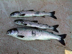 The picture shows two fish infected with IPN virus (thin and small fish) compared to a healthy fish. Photo.