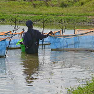Akvakultur i Afrika. Foto.