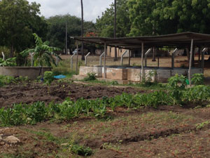 Aqua-agro farming system: Integrated farming with fish tanks and plant cultivation system. Photo.