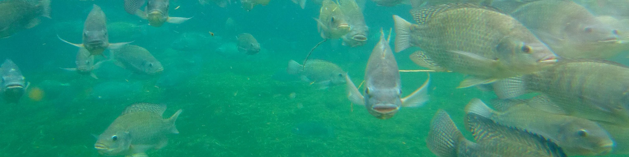 Fish swimming around. Photo.