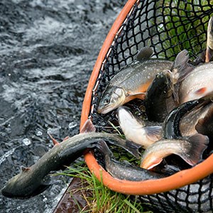Arctic charr in a hand net. Photo.