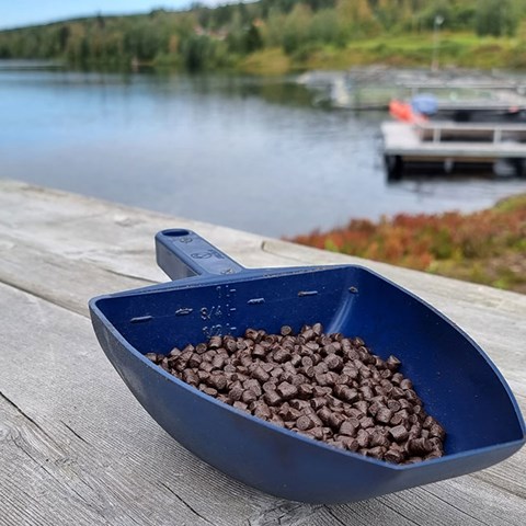 A blue bucket with fish feed standing on a pier. Photo.