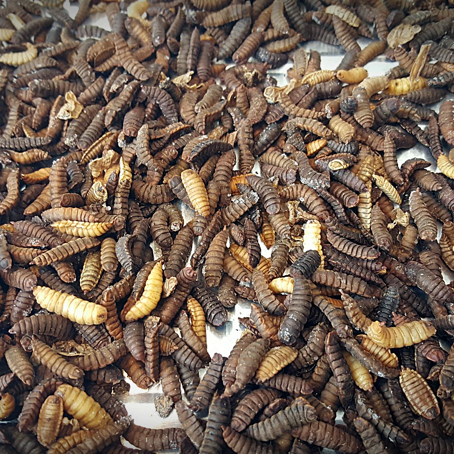 Black soldier fly larvae. Photo.