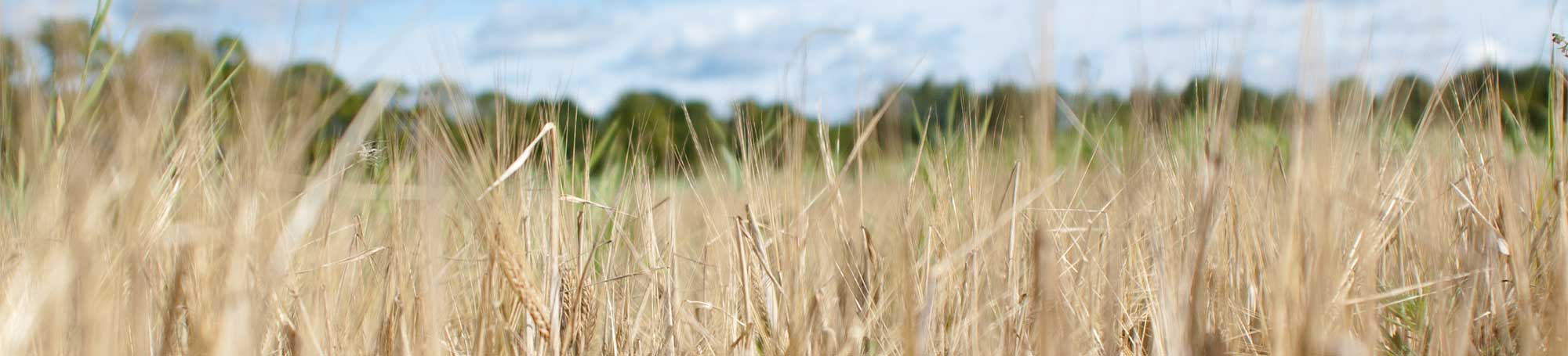 Vetefält med blå himmel, foto.