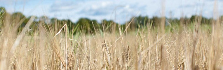 A wheat field and a blue sky, photo.