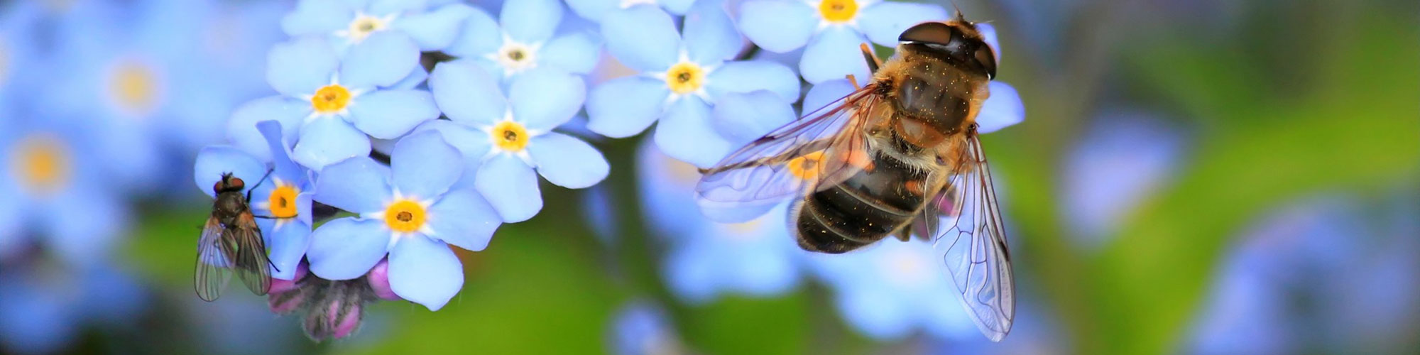 Insekter som suger nektar ur förgätmigejer, foto.