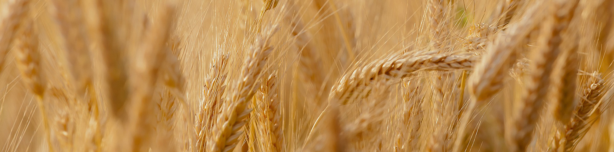 Ripe wheat, photo.