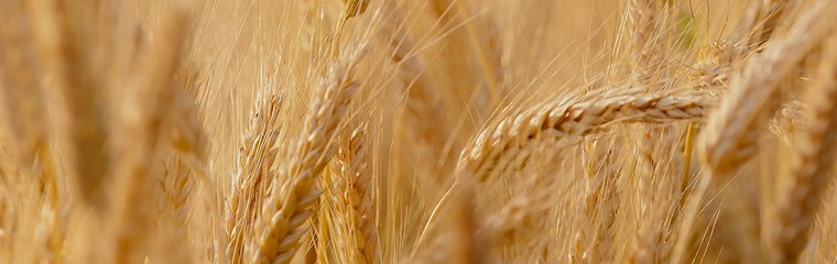 Ripe wheat, photo.
