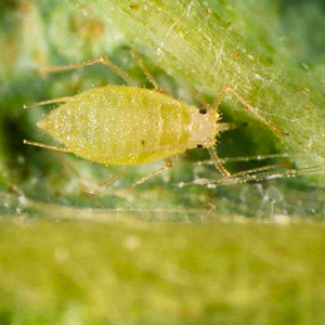 En grön insekt på ett grönt blad. Foto.