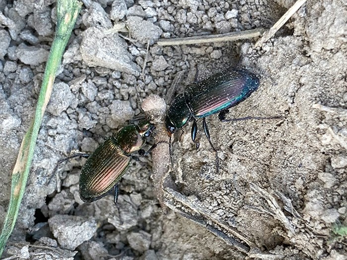 Två glänsande skalbaggar på jord. Foto.