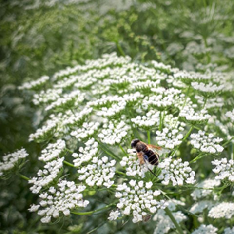 Ett bi sitter på vita blommor. Foto.
