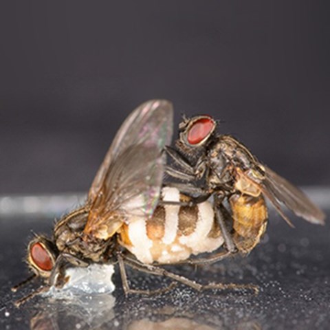 En fluga parar sig med en annan fluga med uppsvälld bakkropp med vita ränder på. Foto.