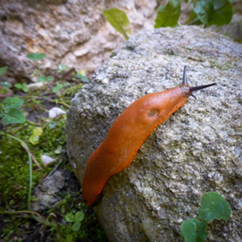 A red-brown slug on a stone. Photo.