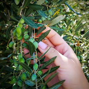 En hand plockar gröna oliver. Foto.