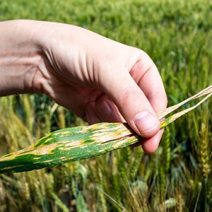 Avlånga gula fält på ett veteblad. Foto.