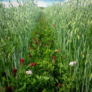 Rows of clover plants growing between oat plants in a field. Photo.