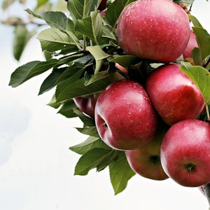 Apples on a branch. Photo.