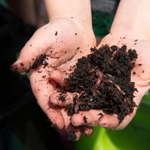 Händer med jord och daggmaskar. Foto.