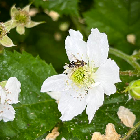 A hover fly on a white flower. Photo.
