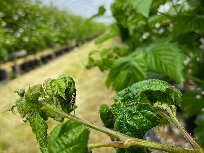 Hoverflies on green leaves in a greenhouse. Photo.