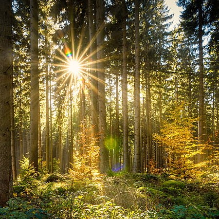 En soluppgång i barrskog. Foto.